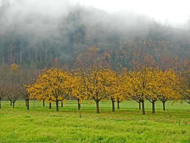 Morgennebel überm Wald | Foto: Alfred Schramm