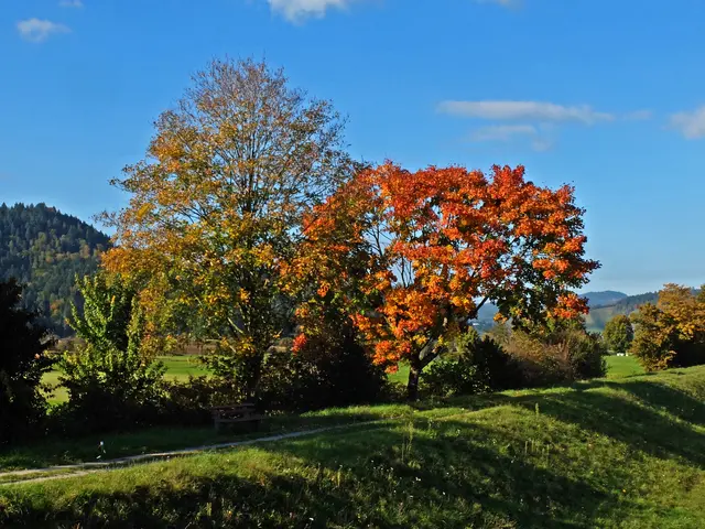 Bäume im Herbstlaub entlang des Uferdammes der Kinzig. | Foto: Alfred Schramm