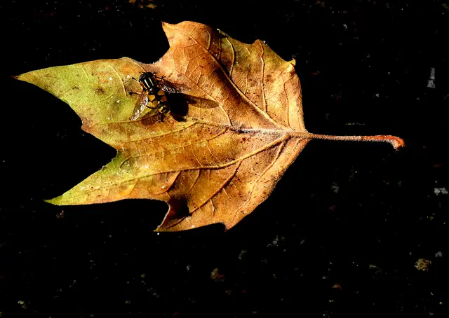 Der Landeplatz. | Foto: Alfred Schramm
