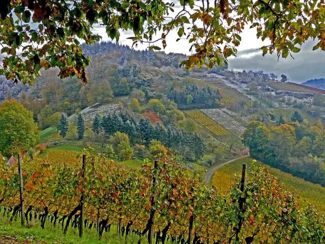 Mit Schnee leicht überzuckerter Weinberg. | Foto: Alfred Schramm