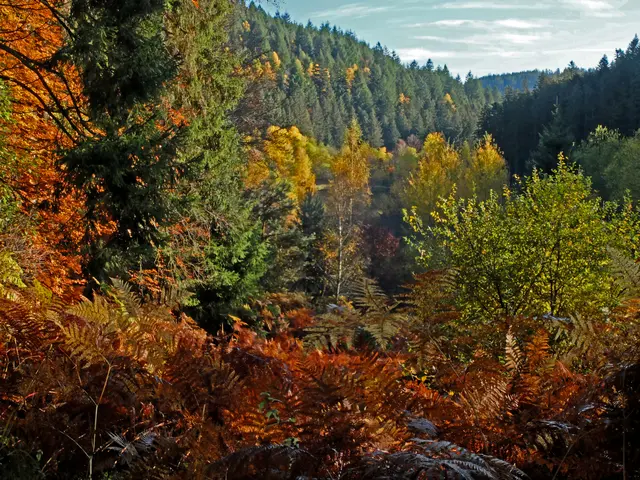 Bunt sind schon die Wäder.... | Foto: Alfred Schramm 