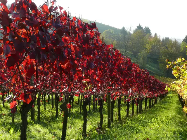 Von der Sonne durchstrahlte Rebenblätter.  | Foto: Alfred Schramm