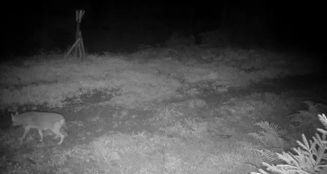 Der Goldschakal unterliegt in Deutschland und Baden-Württemberg nicht dem Jagdrecht. Er ist naturschutzrechtlich geschützt und gelistet. | Foto: Landratsamt Ortenaukreis