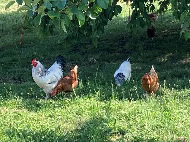 Geflügelhalter in der Ortenau müssen nach dem Fund eines mit Geflügelpest infizierten Schwans besondere Maßnahmen zum Schutz ihrer Tiere treffen. | Foto: ag
