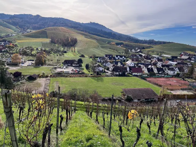 Ein Blick auf die Entwicklungsfläche des neuen Ortsparks in Durbach | Foto: Gemeinde Durbach