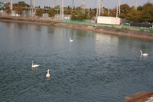 Die Grundwasserstände entlang des Rheins sind angestiegen. Grund können die Niederschlagsmengen der vergangenen beiden Jahre sein. | Foto: gro