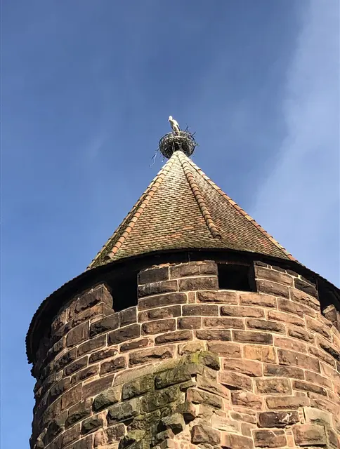 Storch im Nest auf dem Storchenturm | Foto: Foto: Stadt Lahr