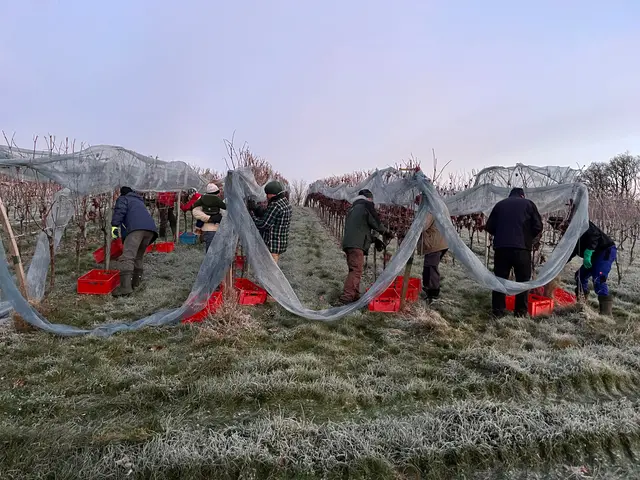 Die fleißige Lesemannschaft von WG Vorstand Meinrad Hurst bei der Eiswein-Lese | Foto: Winzergenossenschaft Rammersweier