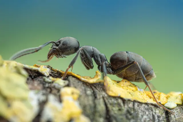 Eine Arbeiterin der Großen Drüsenameise
 | Foto: Staatliches Museum für Naturkunde Stuttgart – A. Bellersheim 