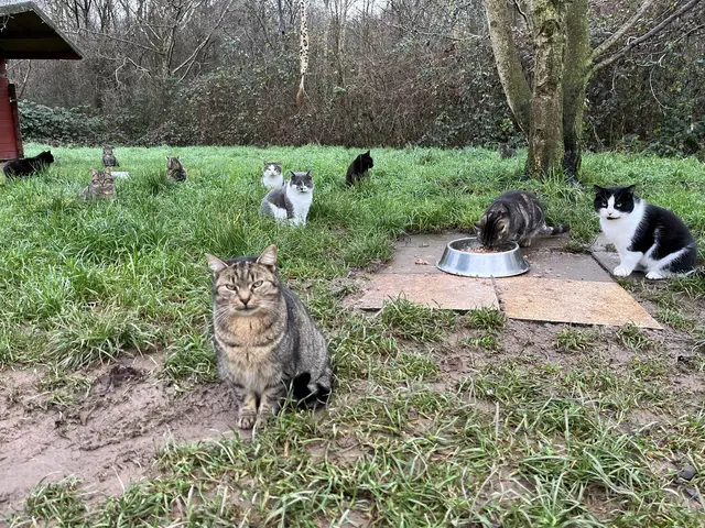 Im Katzendorf in der Tierherberge Offenburg werden wild lebende Katzen aufgepäppelt und versorgt. | Foto: Foto: gro