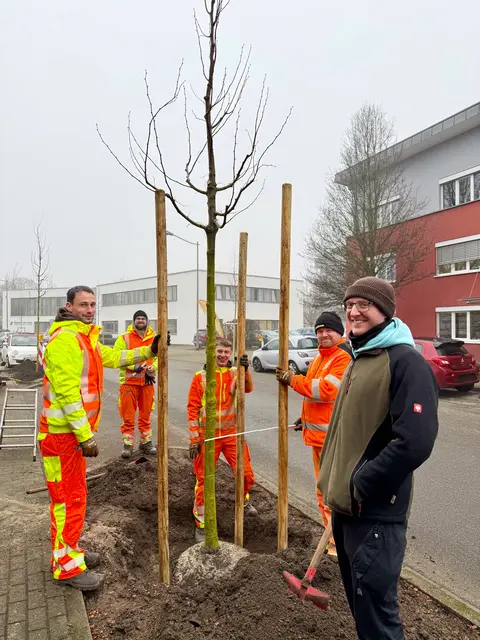 Der städtische Baumschützer Wolfram Reinhard (r.) und Mitarbeiter der Technischen Betriebe (TBO) beim Einsetzen einer mongolischen Linde | Foto: Stadt Offenburg/Robin Sester