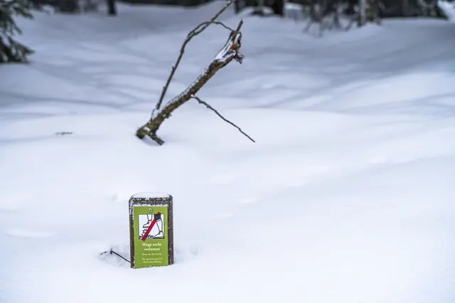 Die Wege bleiben bis März und teilweise sogar bis Mai gesperrt. | Foto: Daniel Müller/Nationalpark Schwarzwald