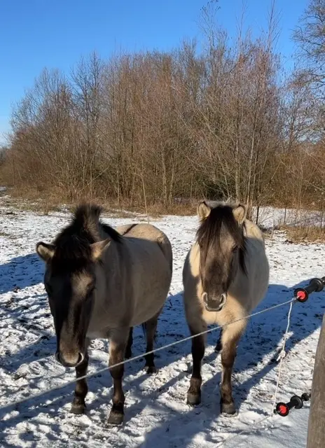 Ein Pferd war von seiner Koppel in Rammersweier ausgerissen. Die Polizei brachte es wieder zurück. | Foto: Polizeipräsidium Offenburg