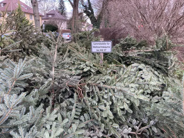 Bis zum 15. Februar können ausgediente Weihnachtsbäume zu den Ablagestellen in Offenburg gebracht werden.  | Foto: gro