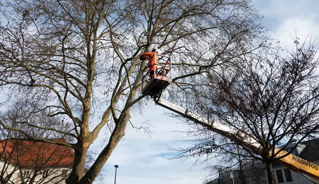 Die Platane hinter dem Kehler Rathaus wird in mehreren Schritten auf die Bauarbeiten für das neue Verwaltungsgebäude vorbereitet. | Foto: Stadt Kehl/Gabriele Dasch