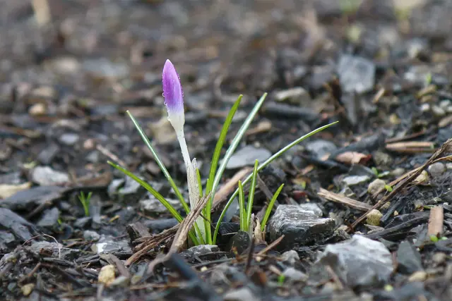 Frühblüher wie Krokusse kommen jetzt zum Vorschein.  | Foto: Marquardt
