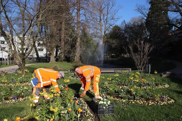 Zwei TBO-Mitarbeiter sorgen im Zwingerpark für die bunte Frühjahrsbepflanzung: Stiefmütterchen, Kaiserkronen und Tulpen geben auf den angelegten Blumeninseln ein prachtvolles Bild. | Foto: Anja Walz