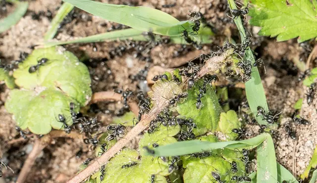 Sie sind wieder unterwegs: Das gilt nicht nur für die Tapinoma magnum (im Bild), die wieder aus der Winterruhe erwachen, sondern auch für die Ameisenbekämpfer des städtischen Betriebshofs, die den invasiven Krabblern mit Heißwasser einheizen. | Foto: Stadt Kehl/Annette Lipowsky