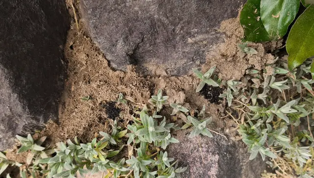 Die invasive Art "Tapinoma Magnum" wurde nun auch in Gengenbach nachgewisen. | Foto: Stadt Gengenbach