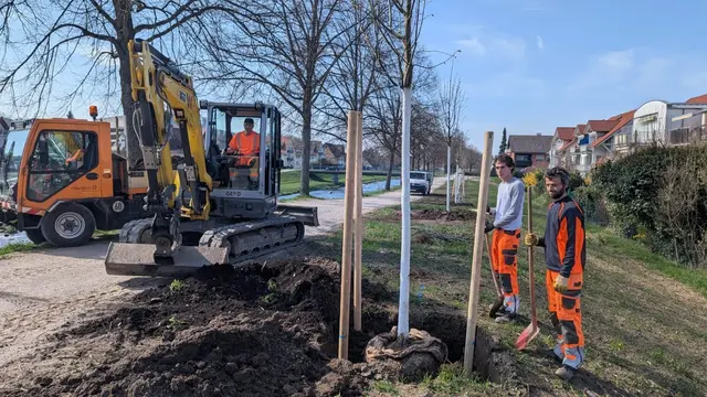 Mitarbeiter des städtischen Bauhofs pflanzen neue Linden am Renchdamm und ergänzen damit die bestehende Allee zwischen Oberdorf- und St.-Wendelinusbrücke.  | Foto: Georg Knapps/Stadt Oberkirch