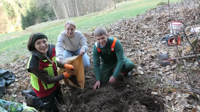 Revierleiterin Helena Fink (v. l.), Waldbesitzerin Dagmar Adam und Waldnaturschutzexperte Holger von Elling tragen das ursprüngliche Ameisennest vorsichtig ab.  | Foto: Ortenaukreis