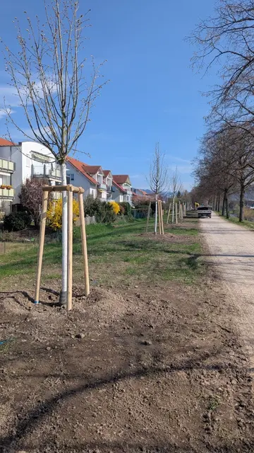Die neu gepflanzten Linden fügen sich in die bestehende Baumreihe am Renchdamm ein und tragen zu einem einheitlichen Erscheinungsbild entlang der Rench bei.  | Foto: Georg Knapps/Stadt Oberkirch