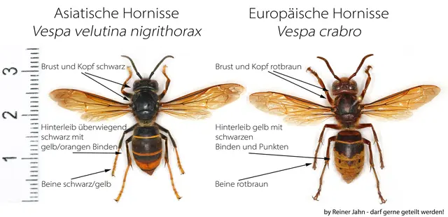 Den kleinen Unterschied gibt es auch bei Hornissen. | Foto: Uni Hohenheim