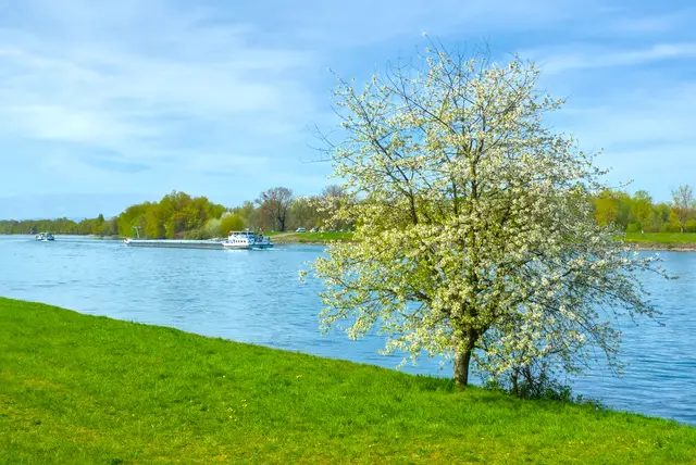 Rhein bei Helmlingen