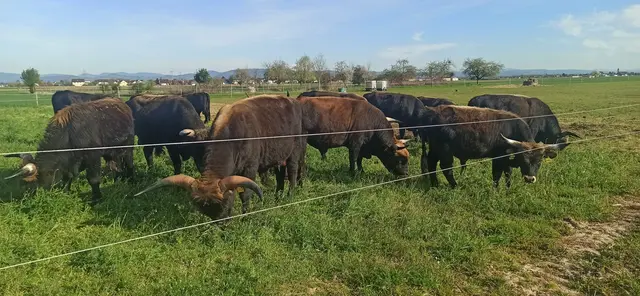 Viel saftiges Grün für die Heckrinder aus dem Naturpark Schwarzwald Mitte-Nord in Altenheim. | Foto: Solavie e. V. 
