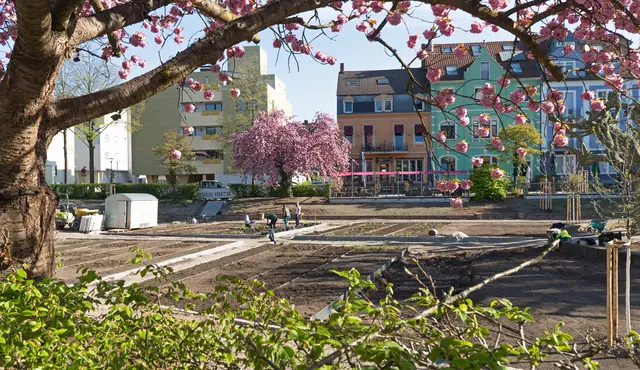 Über 1.000 Einzerosen wurden im Kehler Rosengarten neu gesetzt. | Foto: Stadt Kehl/Normann Mummert