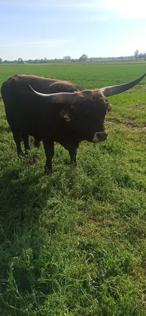 Heckrinder haben beeindruckende Hörner. | Foto: Solavie e. V.