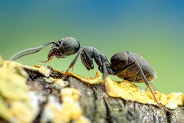 Unerwünscht: ein Exemplar der Tapinoma magnum | Foto: A. Bellersheim/SMNS