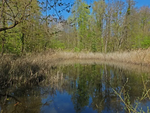 In der Parkanlage befinden sich zwei Teiche. | Foto: Alfred Schramm