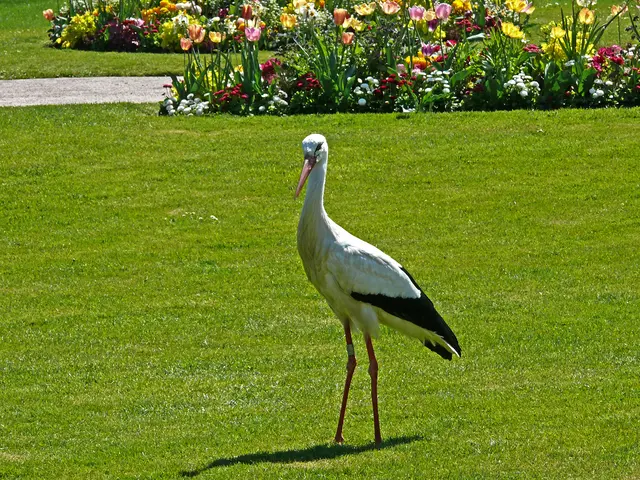 Ich bin einer von vielen Störchen hier im Park und in der Umgebung und stell mich für dich gerne in Pose.  | Foto: Alfred Schramm