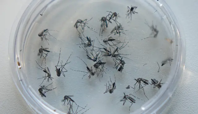 Die Asiatische Tigermücke lässt sich an ihrer charakteristischen Farbgebung erkennen und an der Penetranz, mit der sie tagsüber ihre Blutnahrung aufsucht. | Foto: Stadt Kehl/Norman Mummert