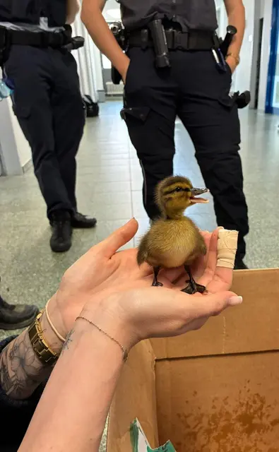 Eines von zehn Entenküken, die am Freitag an der B28 entlang marschierten. | Foto: Polizei Offenburg