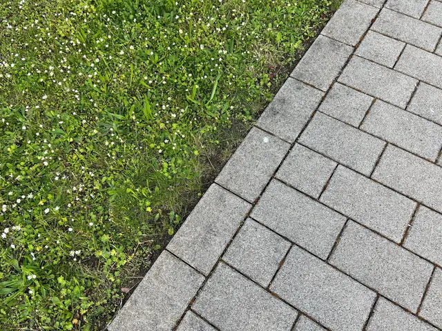Ob Wiese oder Weg - Tapinoma magnum kann sich überall verstecken. | Foto: gro
