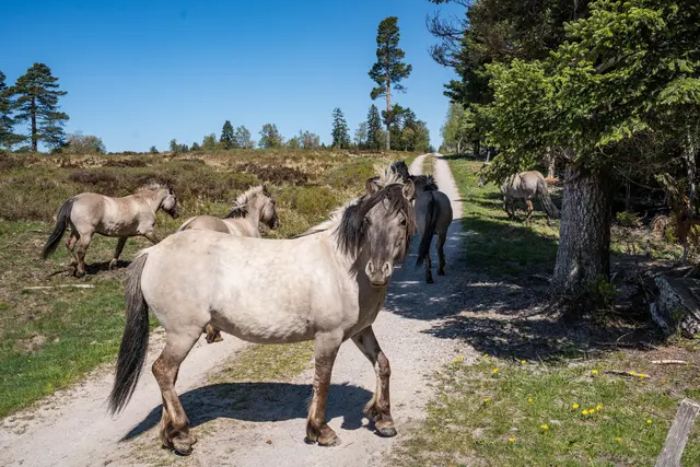  Das Konikpferd ist eine ursprüngliche Landrasse aus Polen.  | Foto: Daniel Müller/Nationalpark Schwarzwald