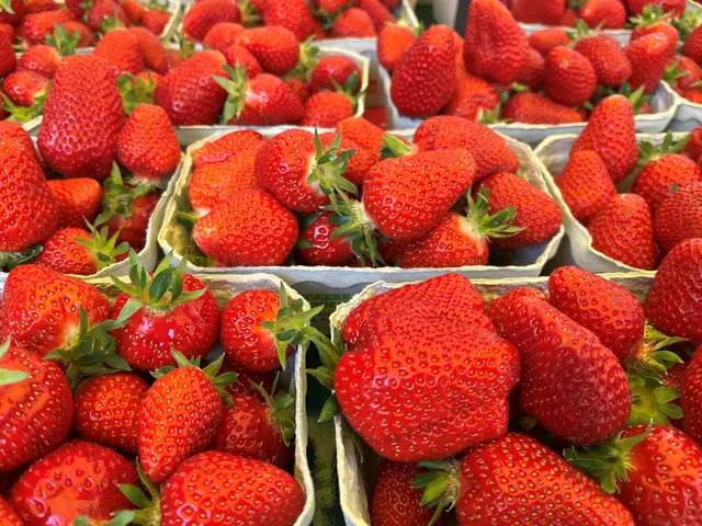 Erdbeeren wie gemalt – die Ernte der süßen Früchte läuft derzeit auf Hochtouren. | Foto: Foto: ag