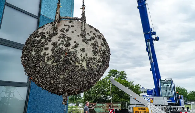Winzige Muscheln sitzen auf der Rückstauklappe des Pumpwerkes des Schuttermühlkanal. Deshalb wurde diese nun saniert. | Foto: Stadt Kehl