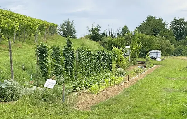 So sieht ein vorbildlicher Garten im Außenbereich aus. | Foto: Stadt Offenburg