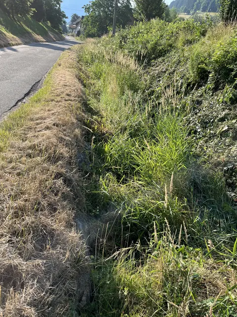 Derzeit werden die Bäche und Gräben in Gengenbach nicht gemäht. | Foto: Stadt Gengenbach