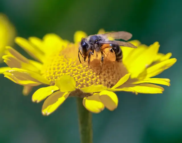 Hitzebeständige Pflanzen bieten für Insekten wertvollen Lebensraum. | Foto: Wolfgang Hoffmann 
