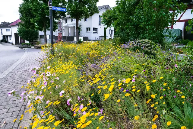 Foto: Wolfgang Hoffmann 
