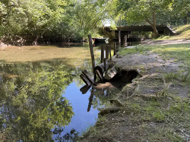 Die Auswirkungen der anhaltenden Trockenheit ist auch beim Einstieg an der Zuckerbrücke im Naturschutzgebiet Taubergießen nicht zu übersehen. | Foto: Regierungspräsidium Freiburg