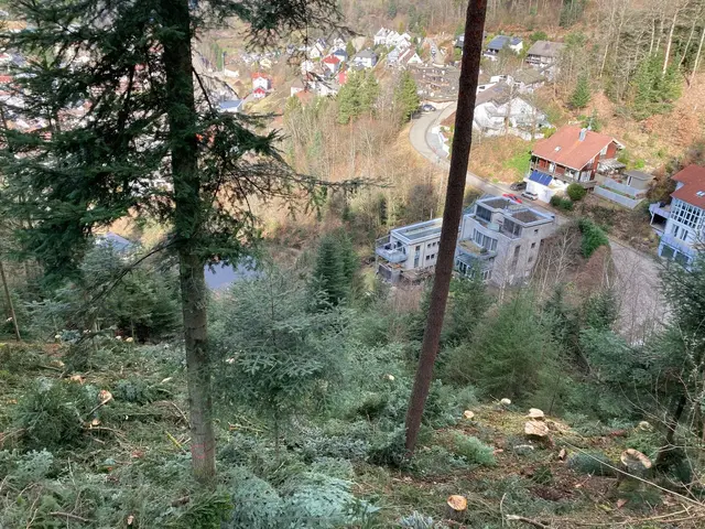 Reicht der Wald zu stark an die Wohnbebauung, werden Bäume entnommen. | Foto: Landratsamt Ortenaukreis