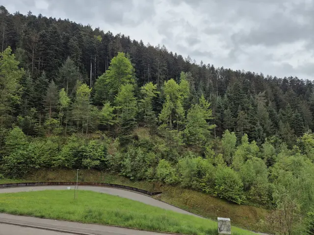 Aus einem Nadelwald wird langsam ein Wald mit Laubbäumen. | Foto: Landratsamt Ortenaukreis