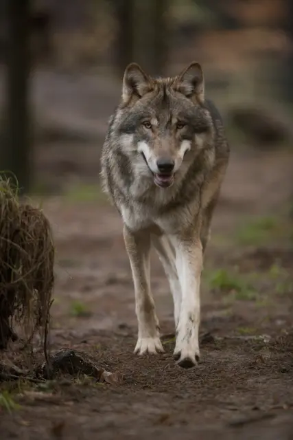 Ein Wolf in freier Natur | Foto: Dietmar Nill
