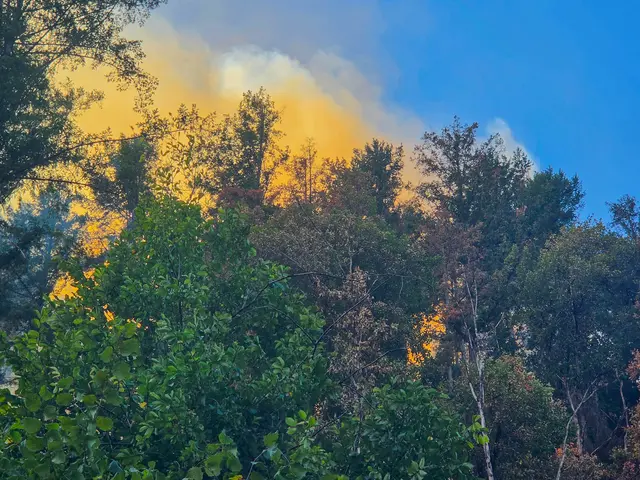 In Zell am Harmersbach und Biberach kämpfen die Einsatzkräfte der Feuerwehr gegen zwei Waldbrände. | Foto: Esther Busch/EinsatzReport24