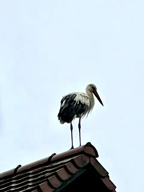 Der Klapperstorch – Symbol für die Erfüllung des Kinderwunsches | Foto: Lea Wölfle